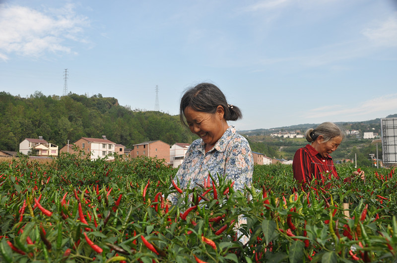 石柱种植辣椒30万亩助脱贫。_副本.jpg 916462829654409353