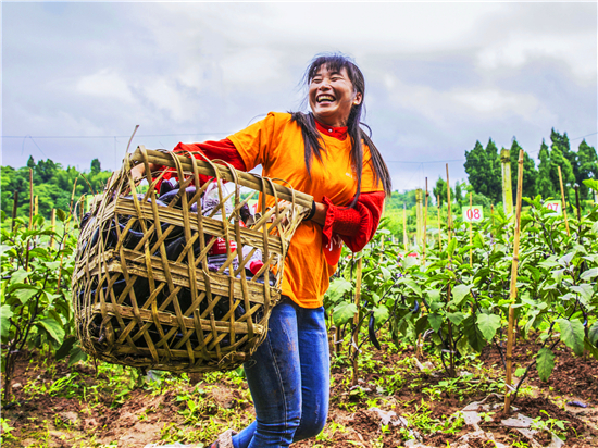 2《收获》 作者:龙其贤 拍摄地点:侣俸和恒农业蔬菜基地_副本.jpg 916462829654482555